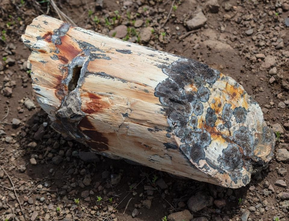 Petrified Wood Beads: Ancient Beauty in Jewelry Making